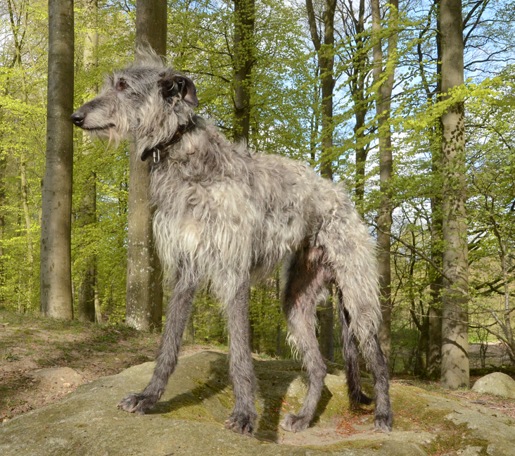 Picture of Scottish Deerhound