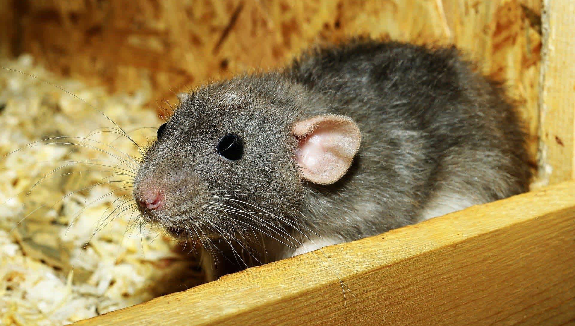 rat-3534317 1920-min