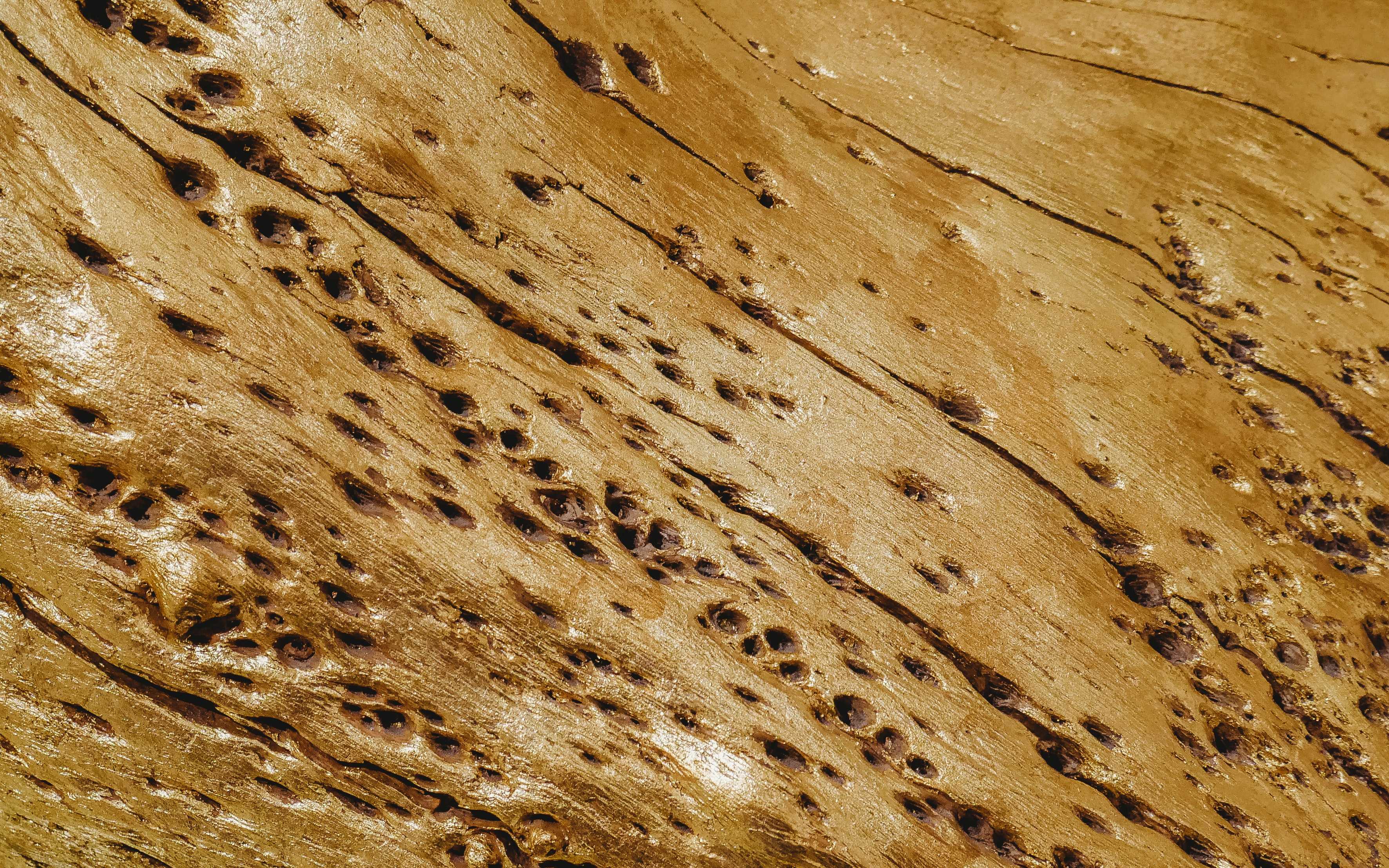 Termite Woods