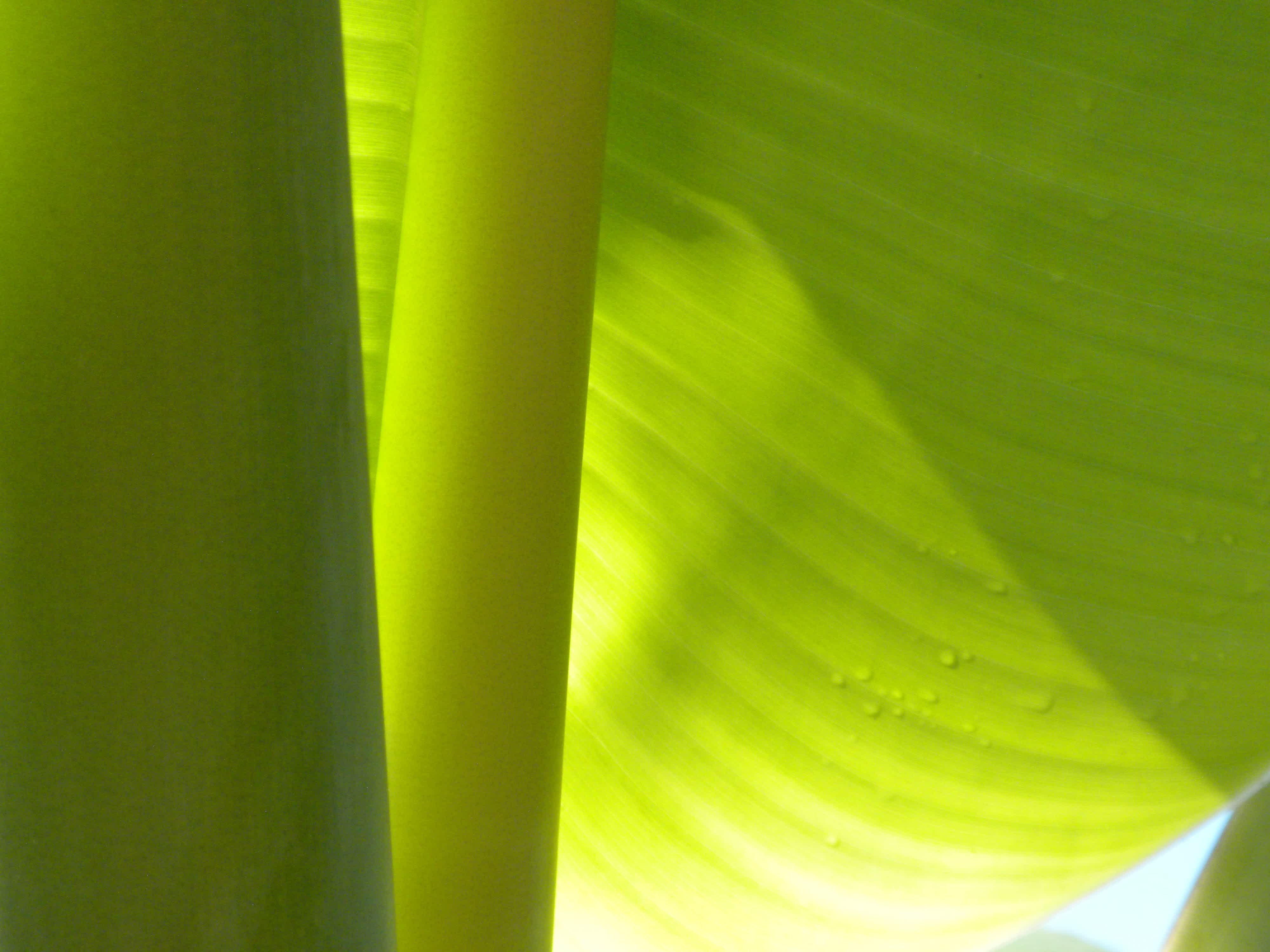 Leaf