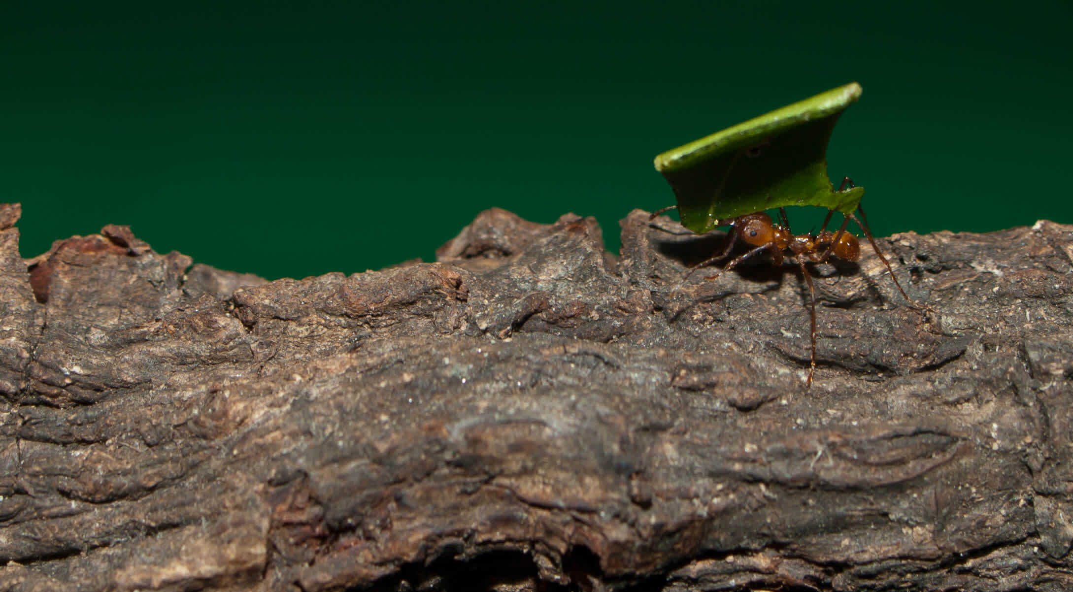 Leaf Cutting Ants