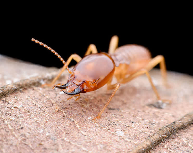 drywood-termite
