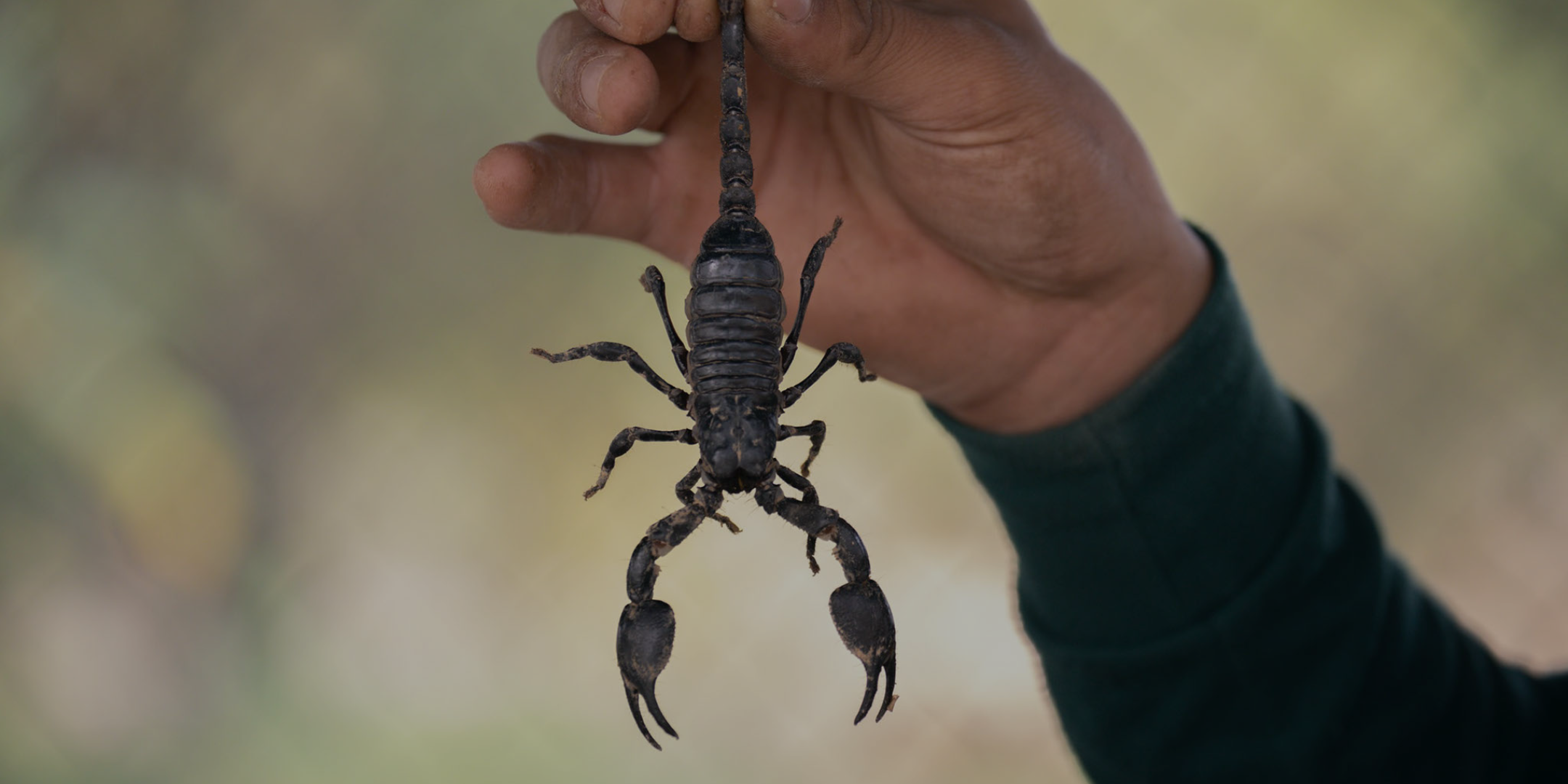Scorpion