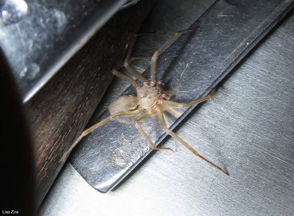 Brown Recluse
