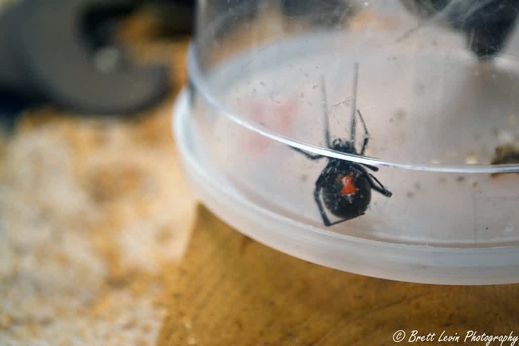 Black Widow