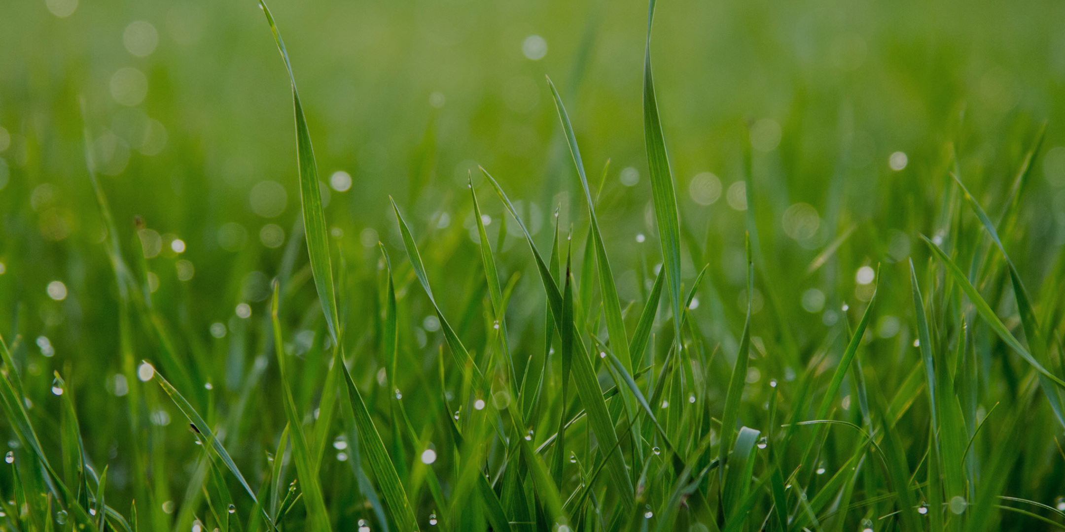 Full Grass Lawn