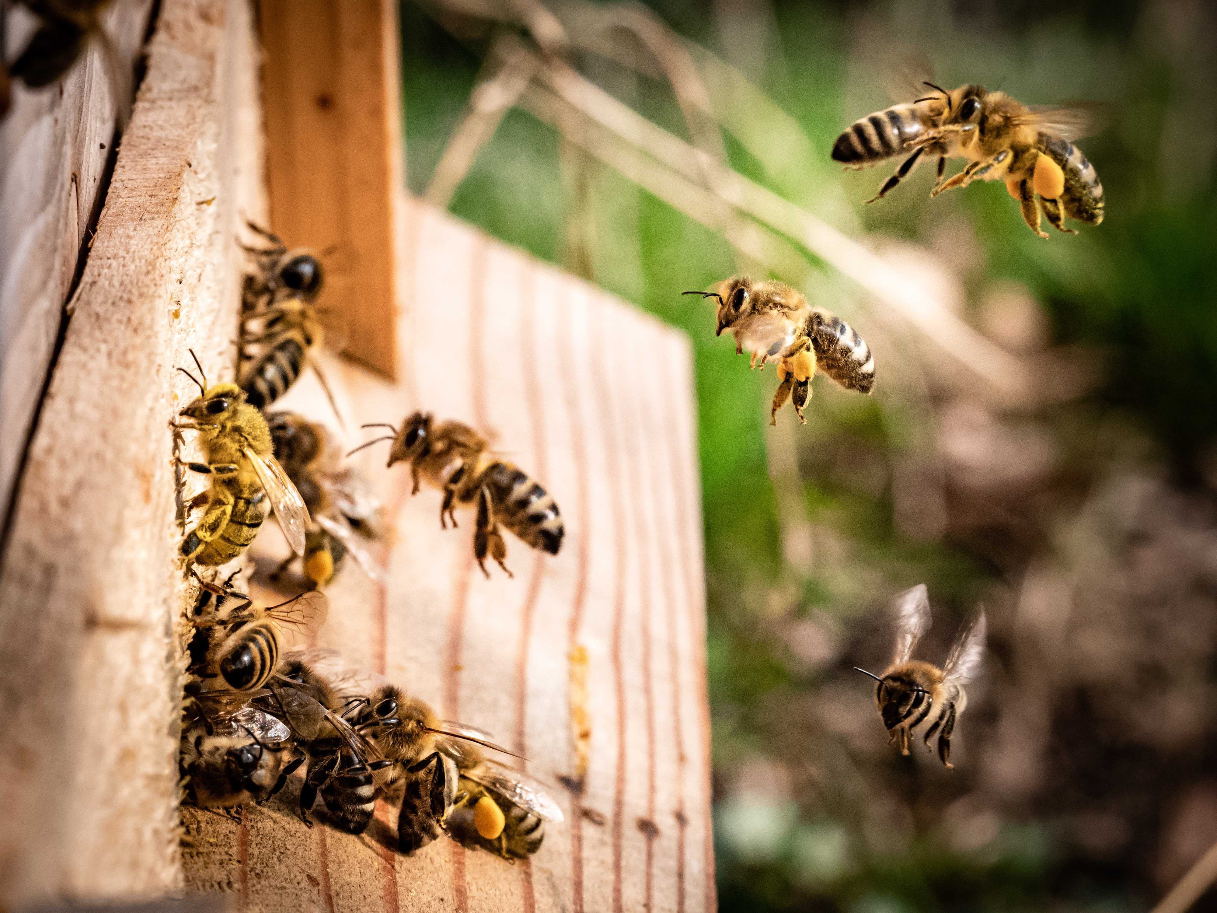 Bees