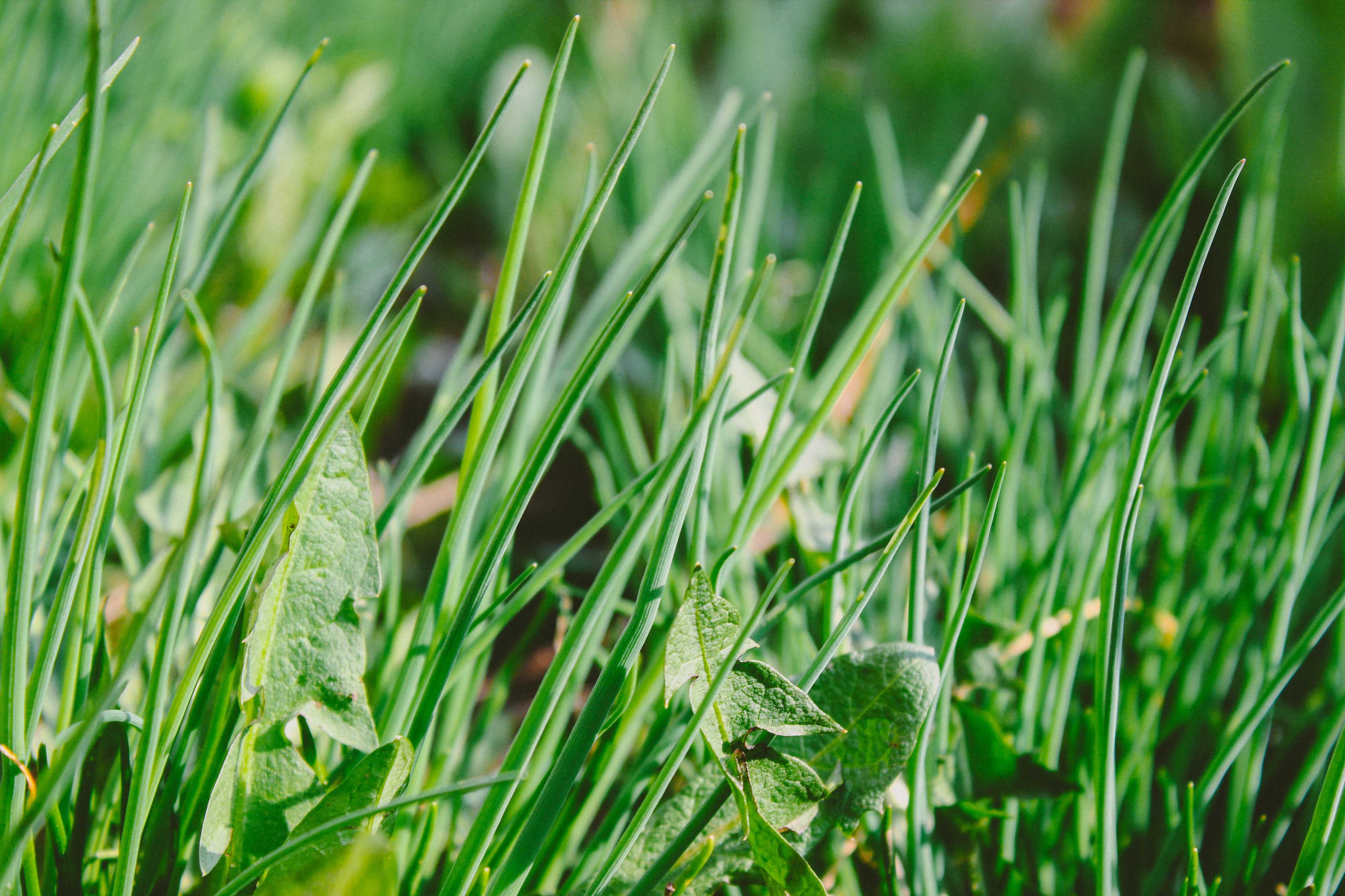 Lawn