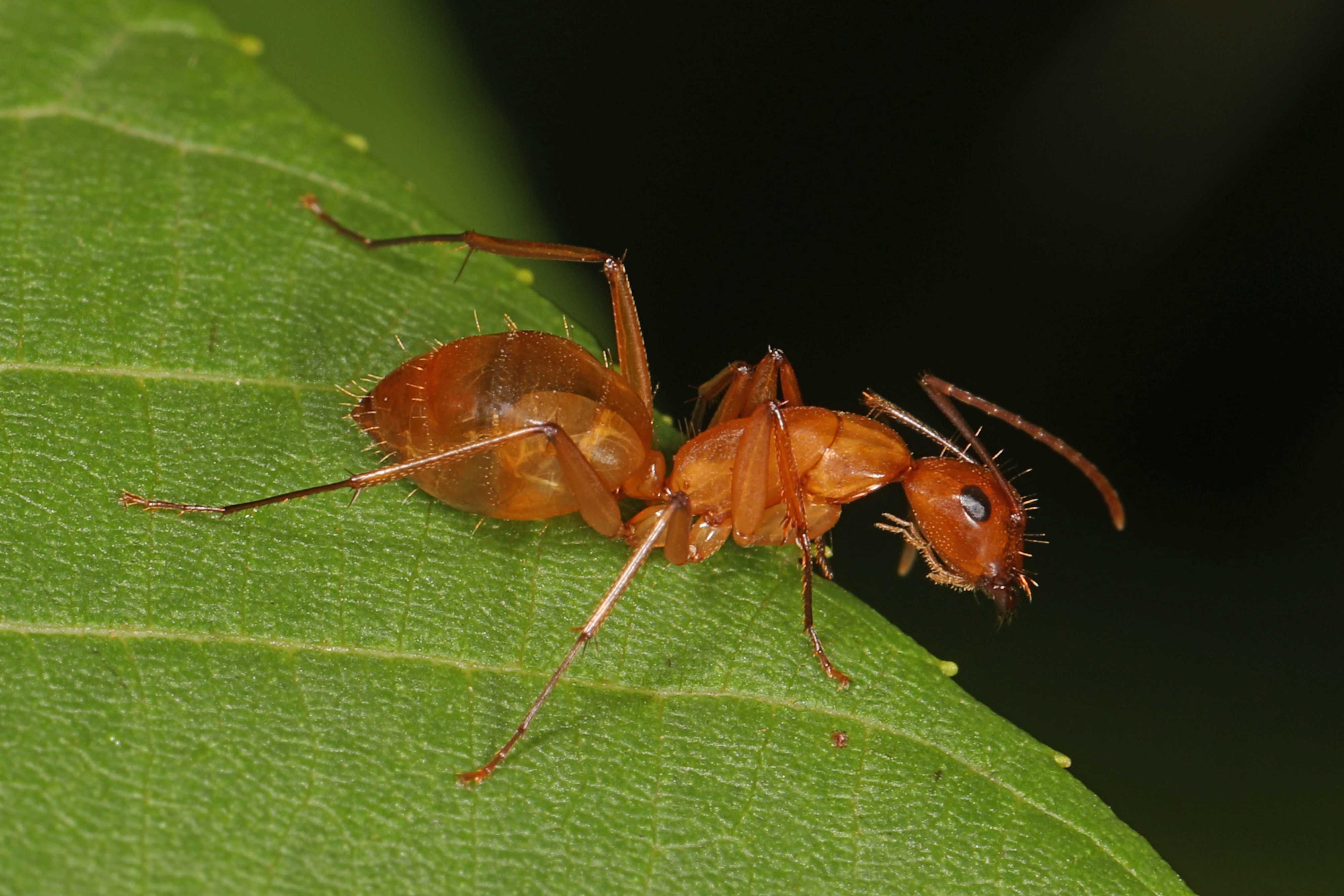 Carpenter Ants