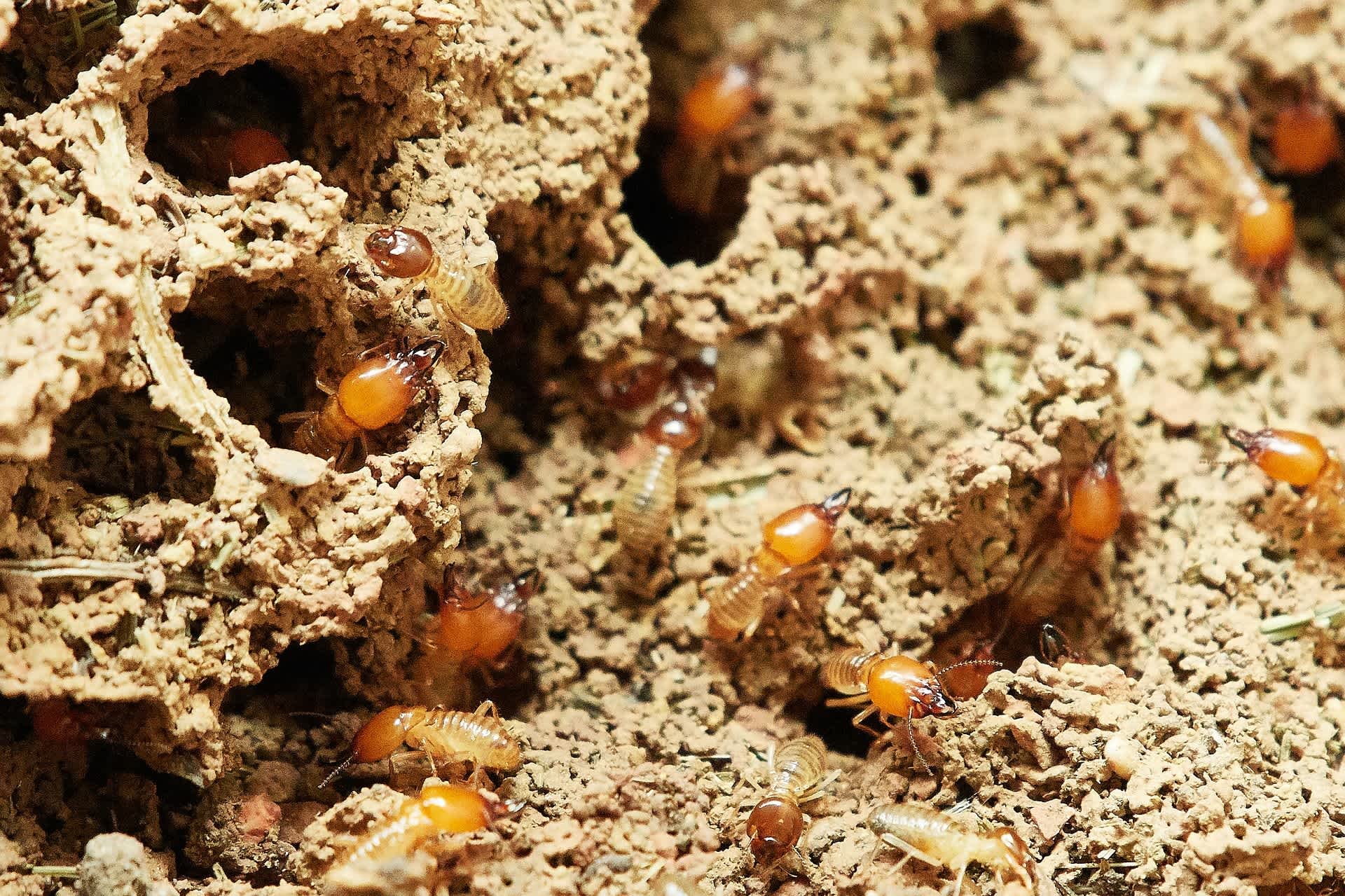 termites-3367350 1920-min