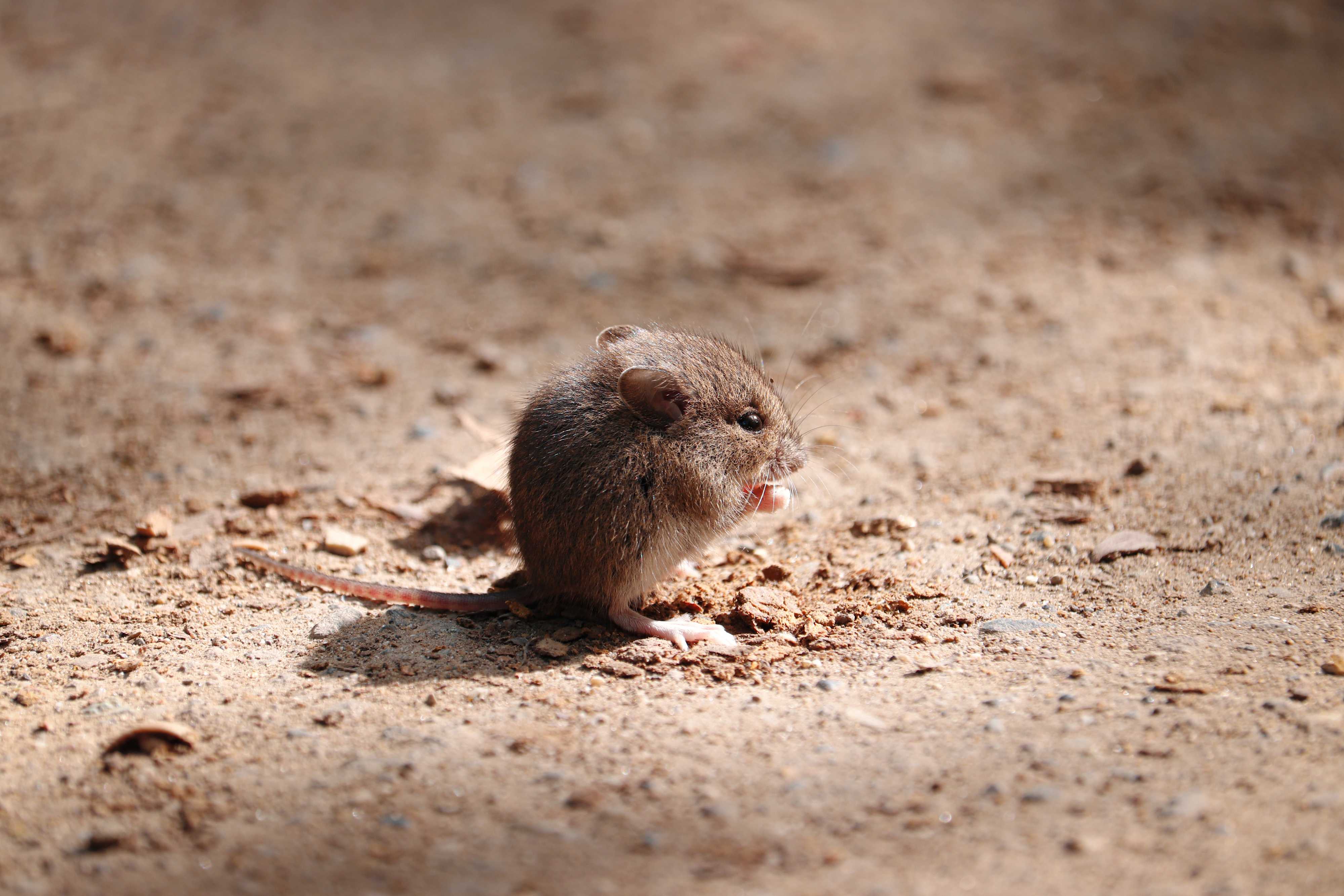 Mouse