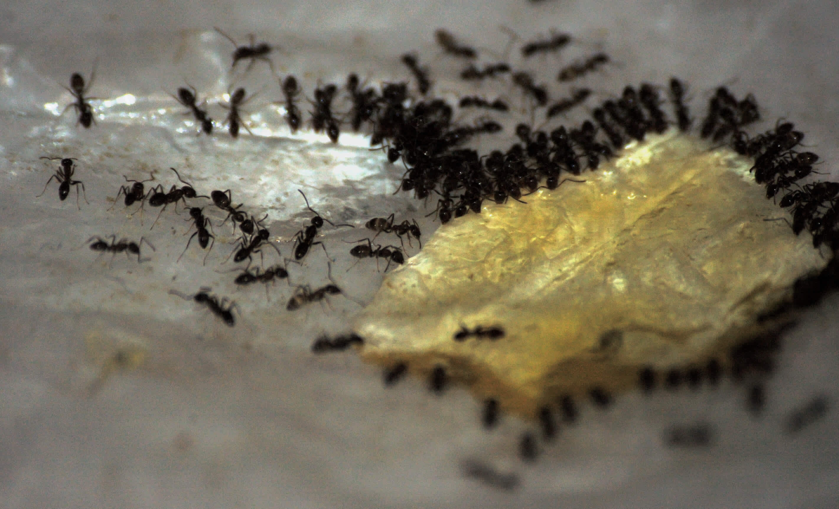 Borax and Ants