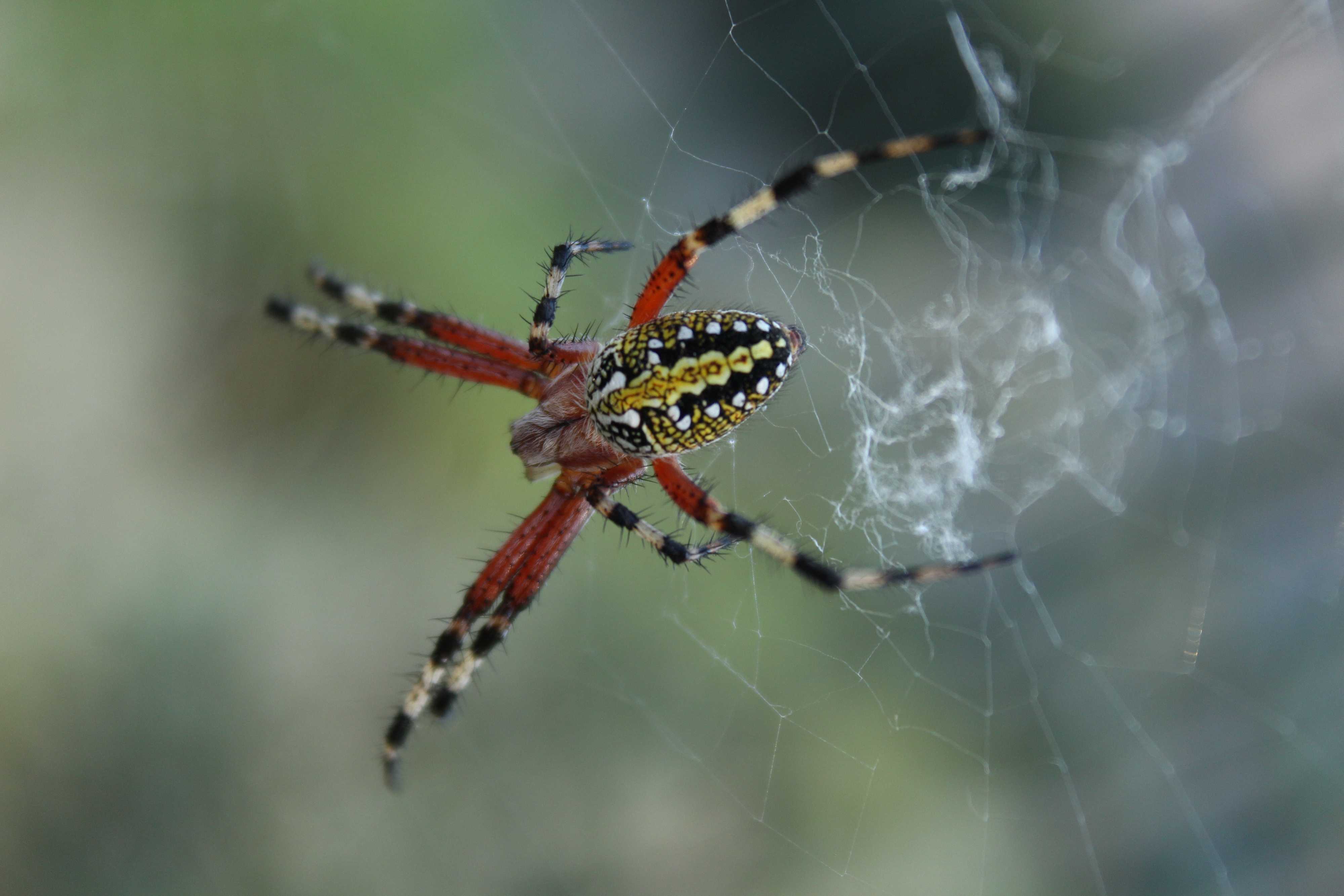 Spider