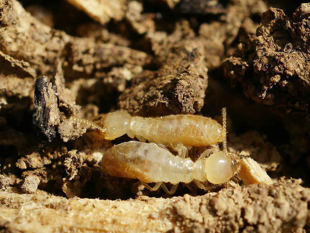 subterranean termites