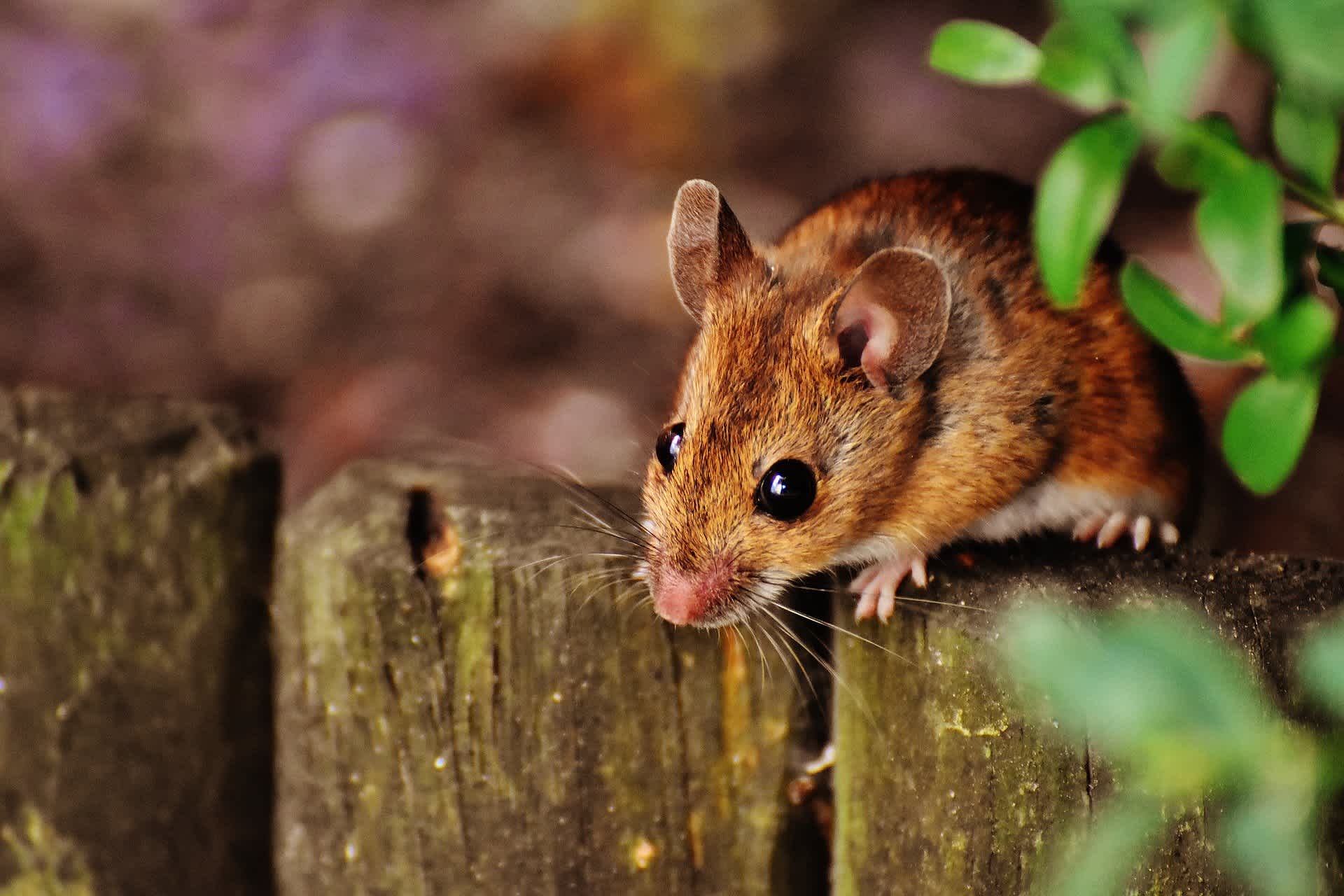 mouse-1708177 1920-min