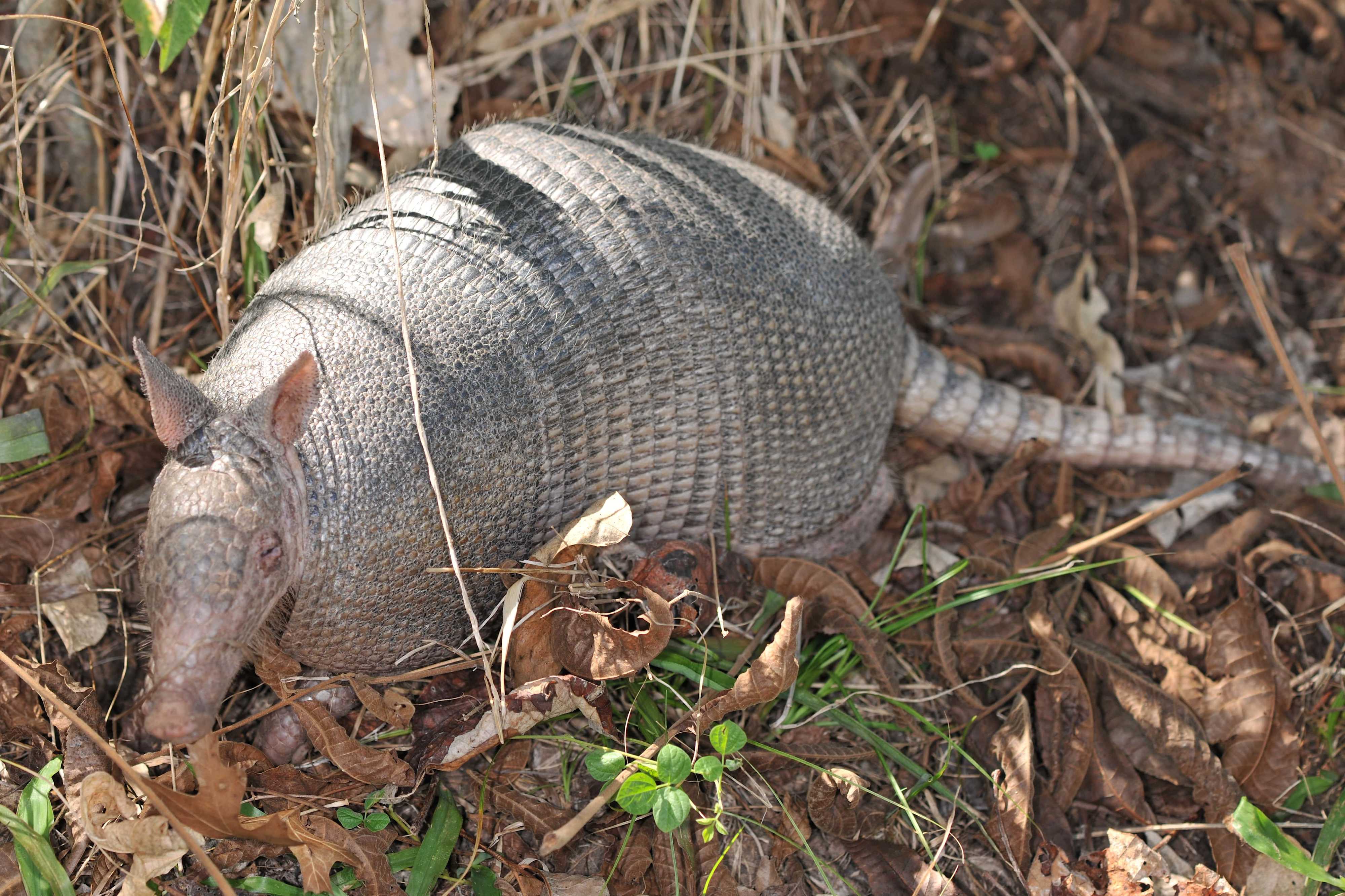 Armadillo in the shade