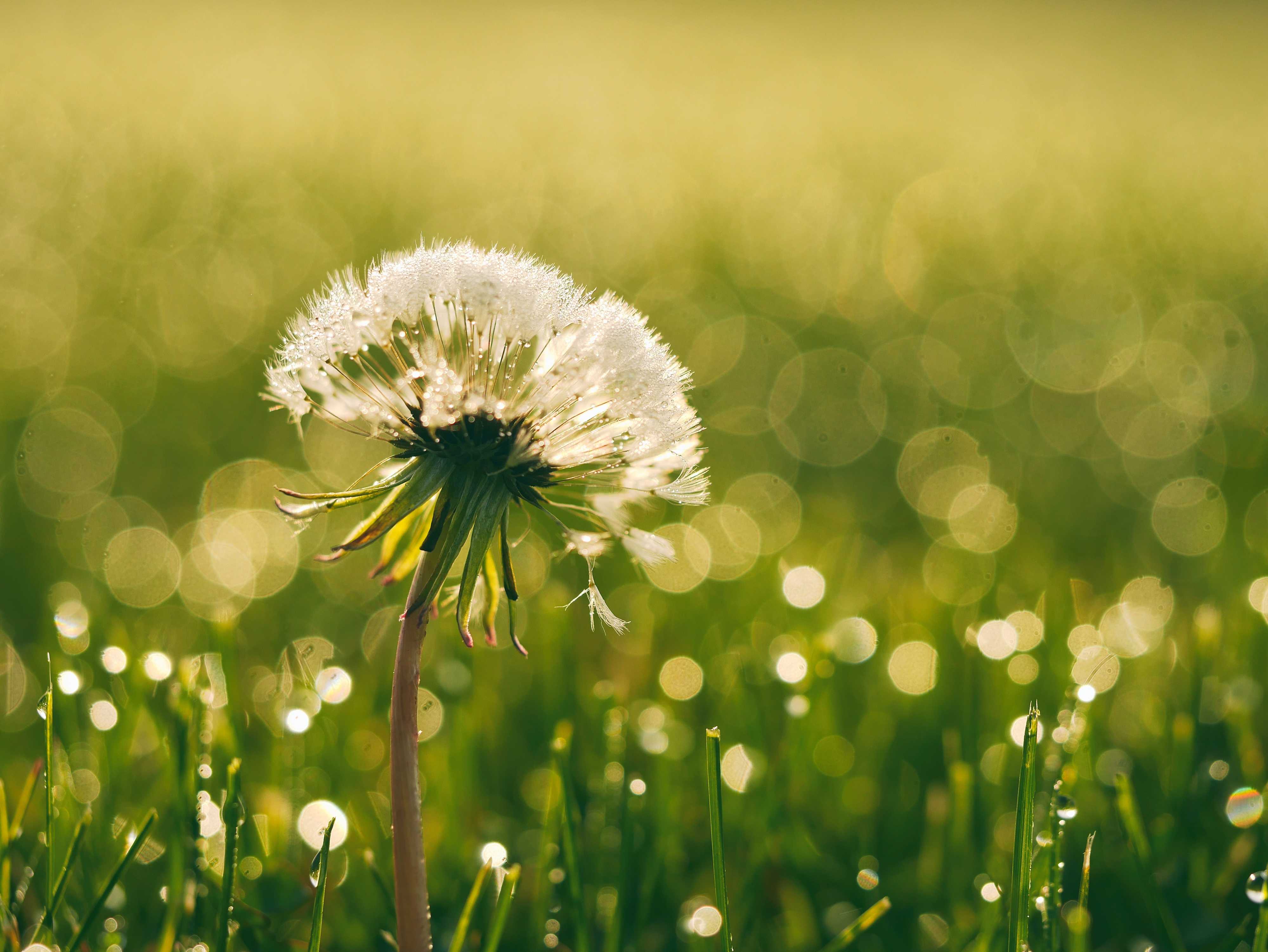 Spreading Dandilion