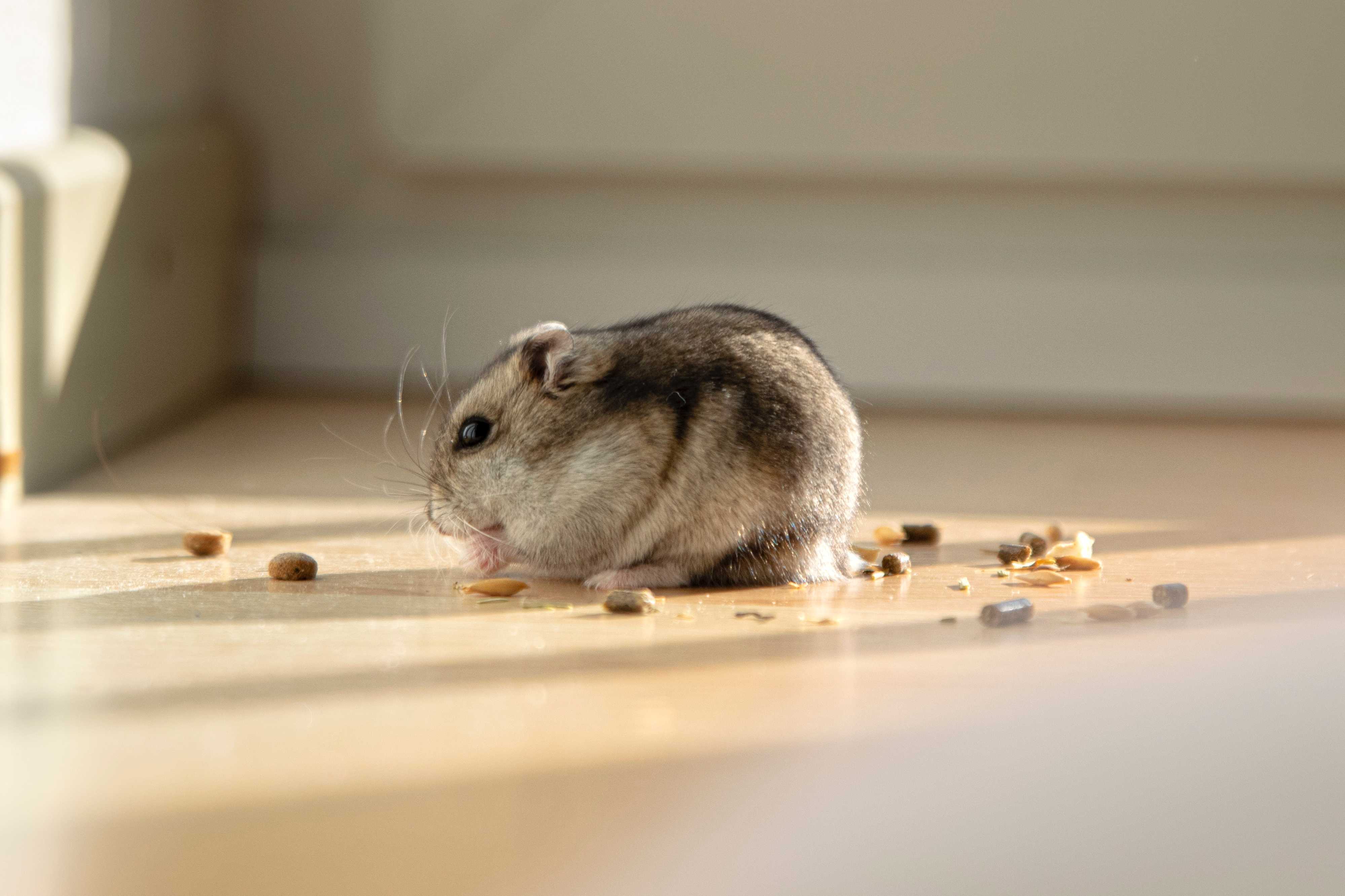 Mouse 2