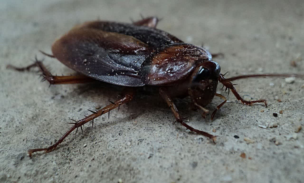 Roaches
