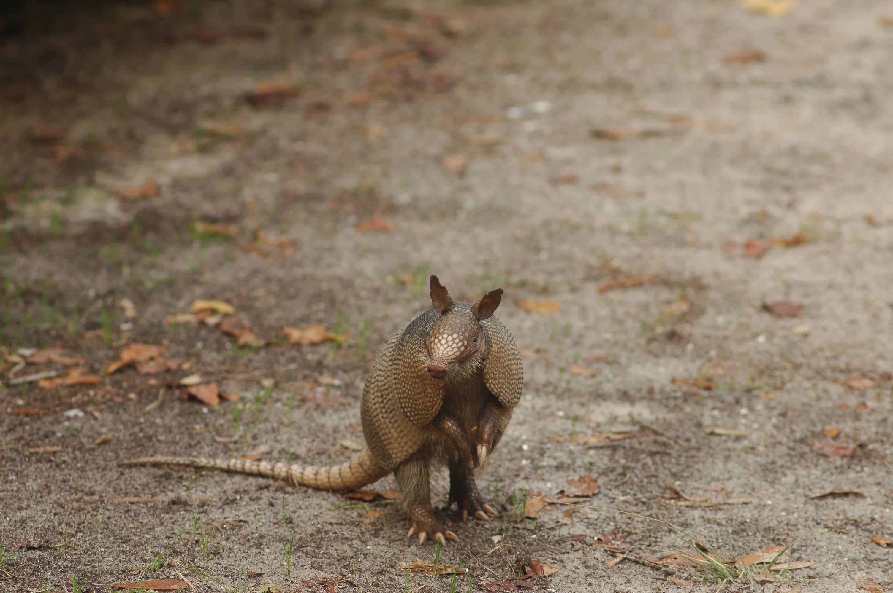 Armadillo Standing