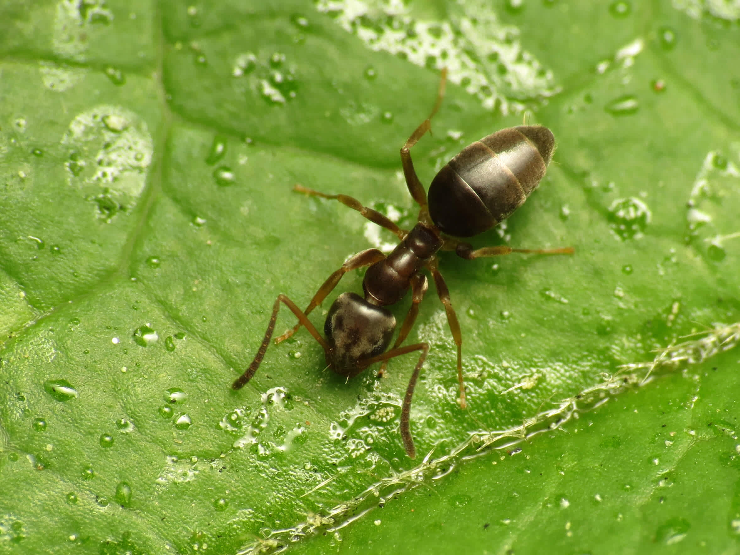 Odorous House Ant