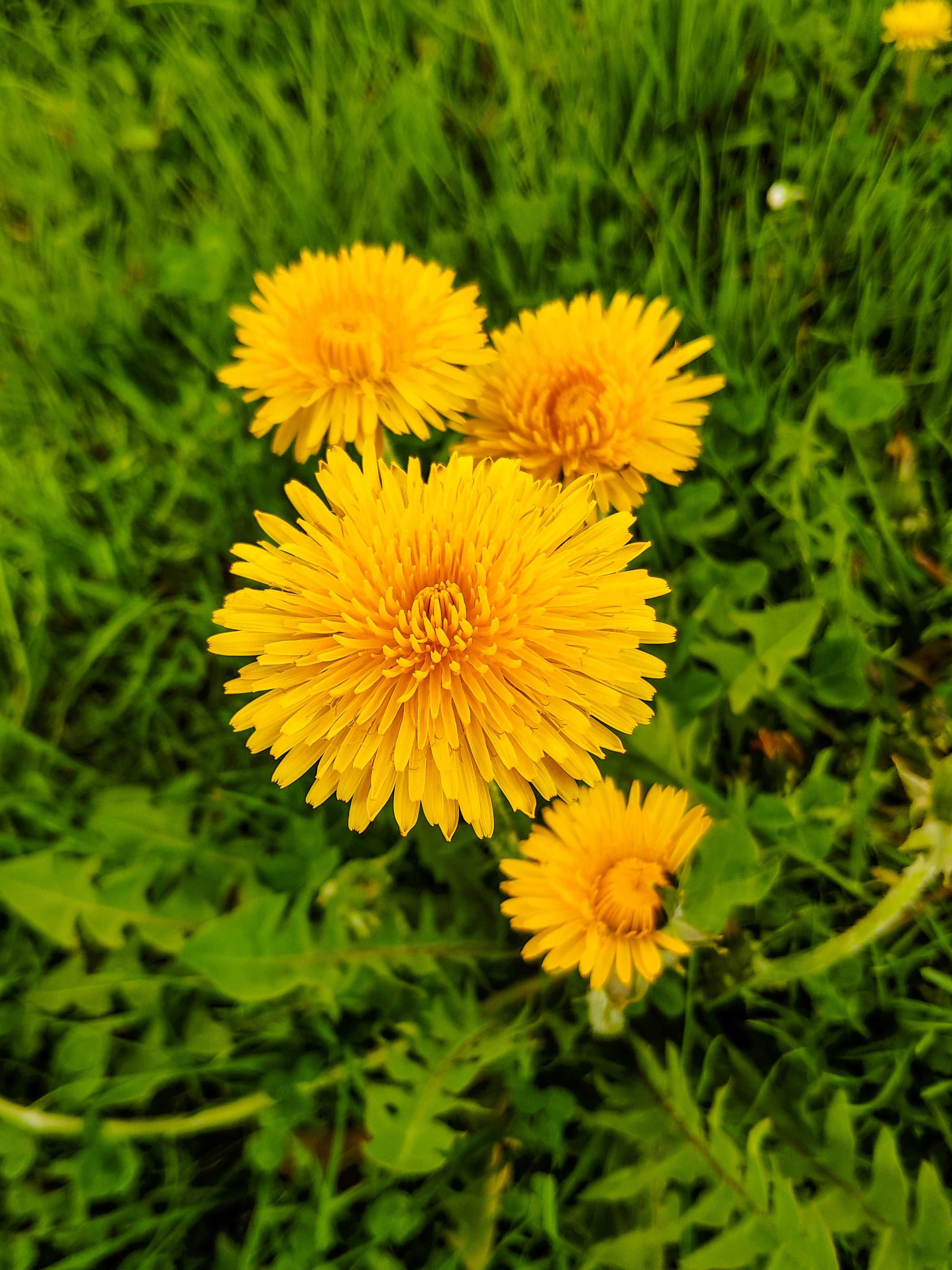 Dandilion
