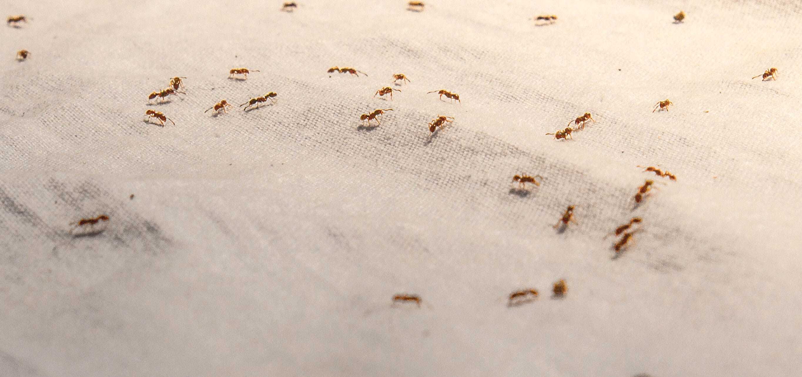 Ants