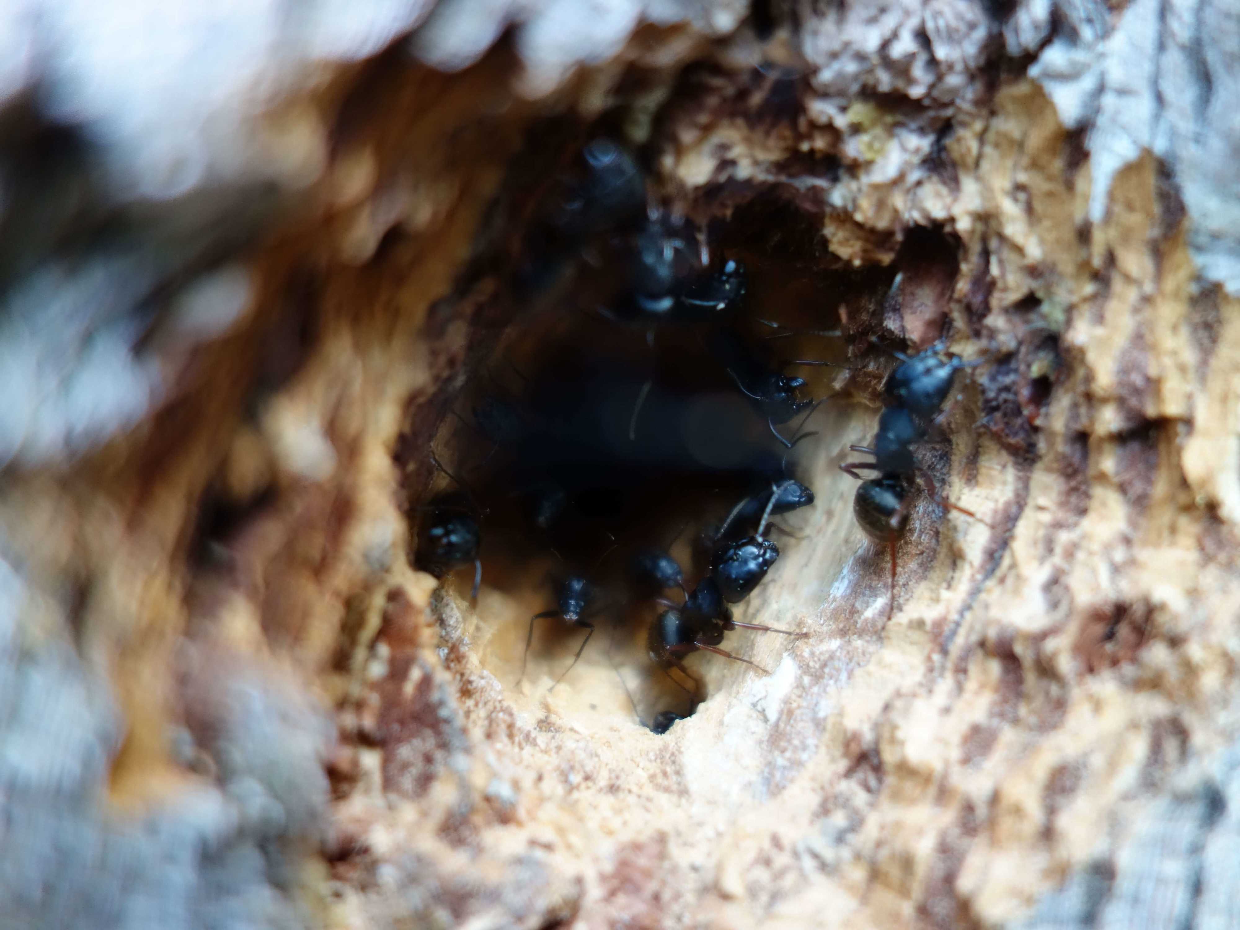 Carpenter ants tree