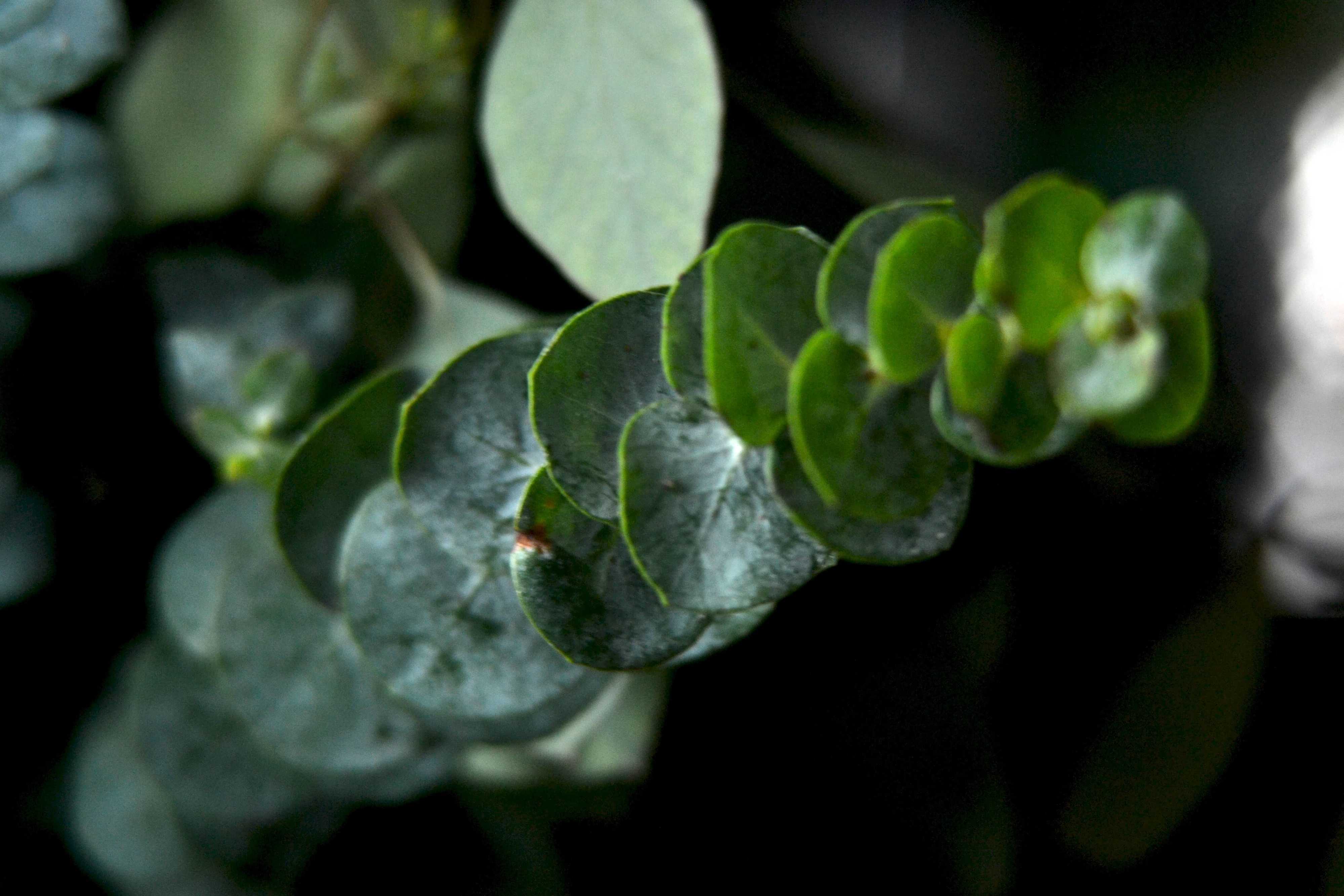 Eucalyptus Tree