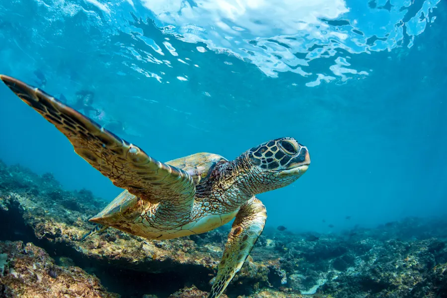 Underwater marine wildlife postcard. A turtle sitting at corals under water surface. Closeup image from Maui island in Hawaii