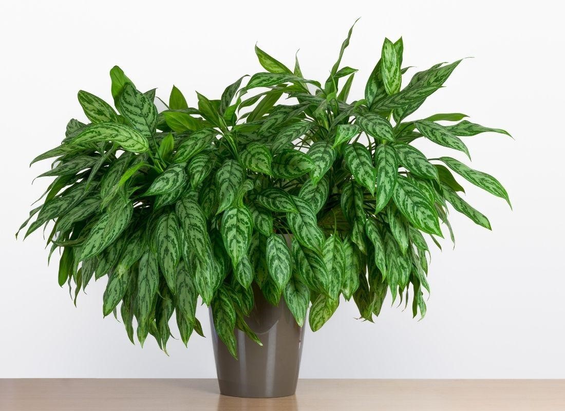 Chinese Evergreen