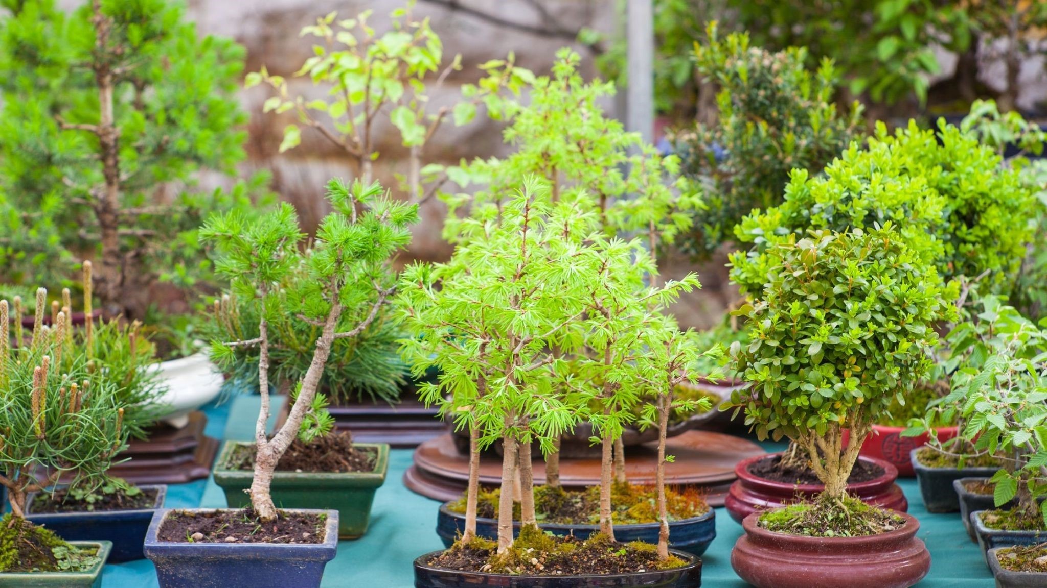 miniature Bonsai garden 