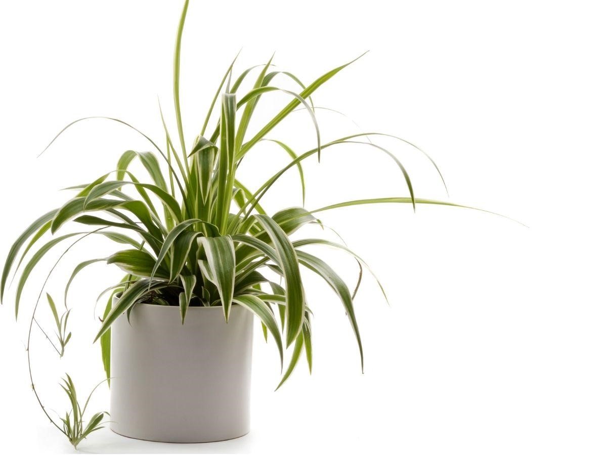 Spider Plant