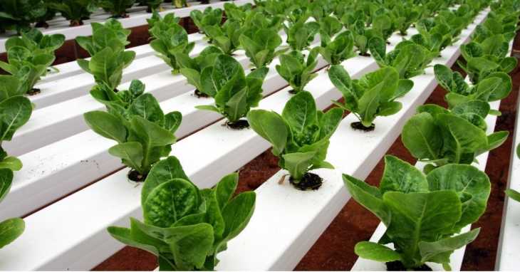 Hydroponic Garden