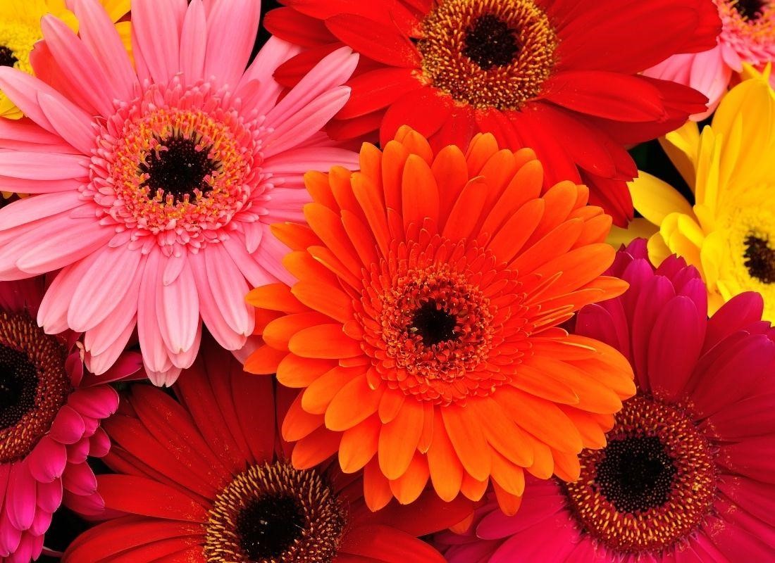 Gerbera Daisy