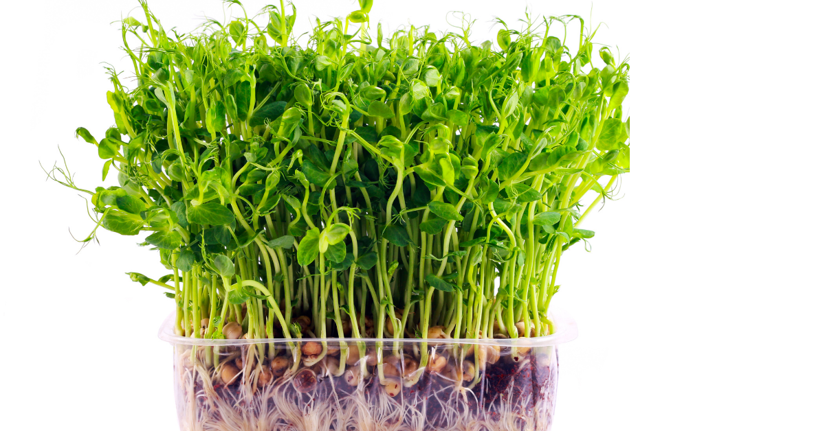 microgreens 