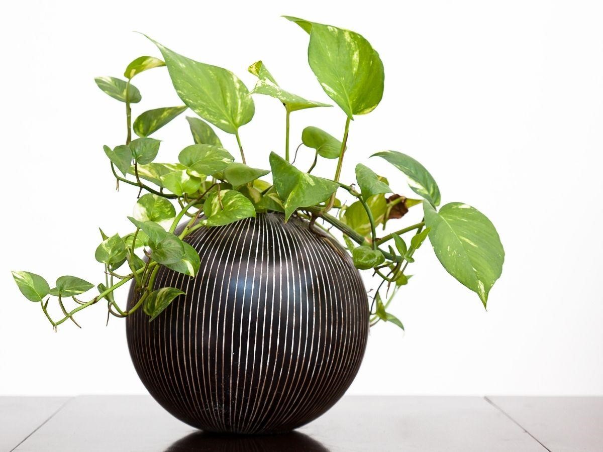 Golden Pothos Or Devil’s Ivy