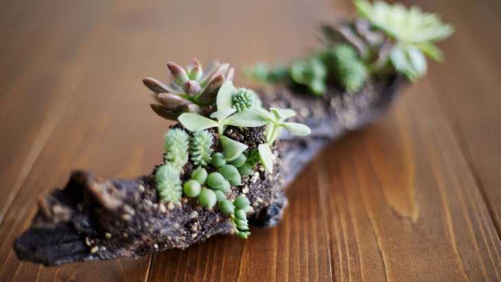 Driftwood Succulent Centerpiece