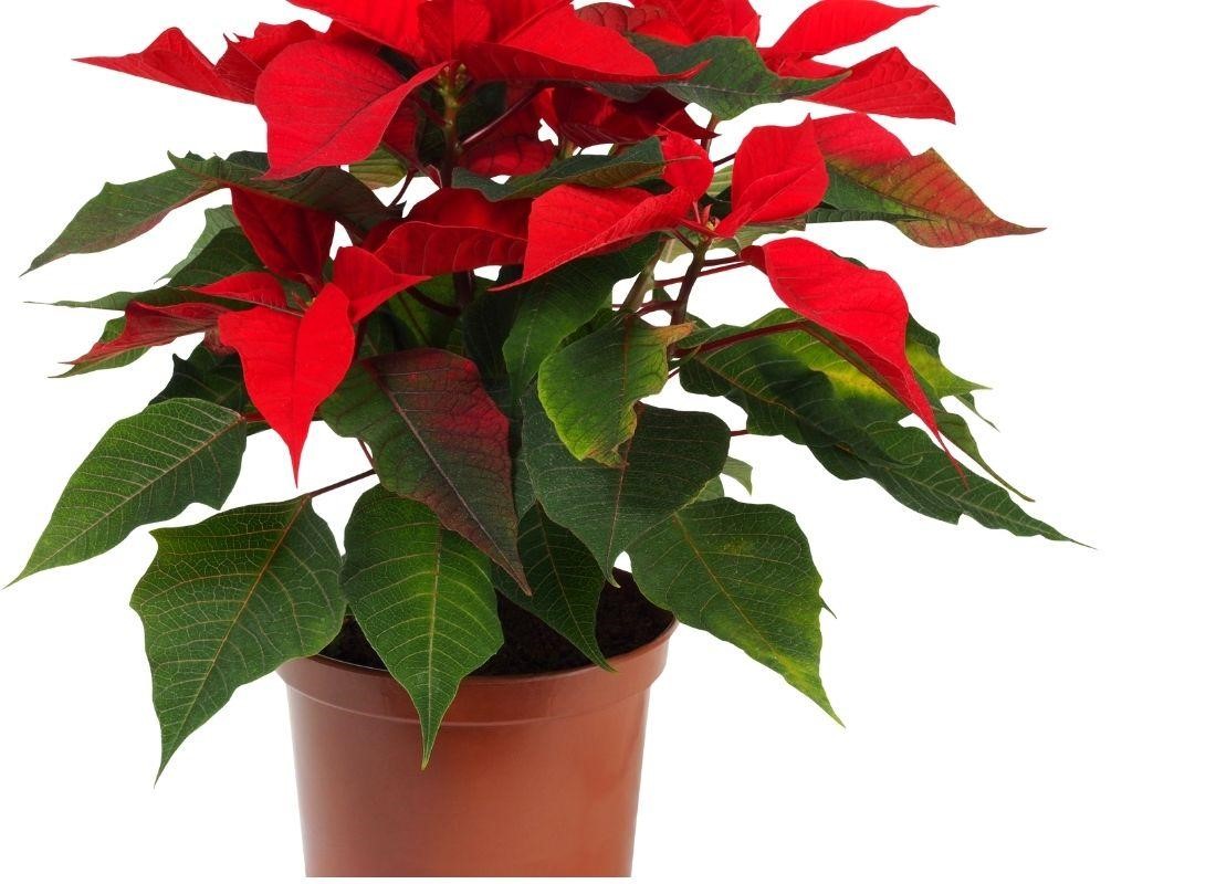 Scarlet Star Bromeliad