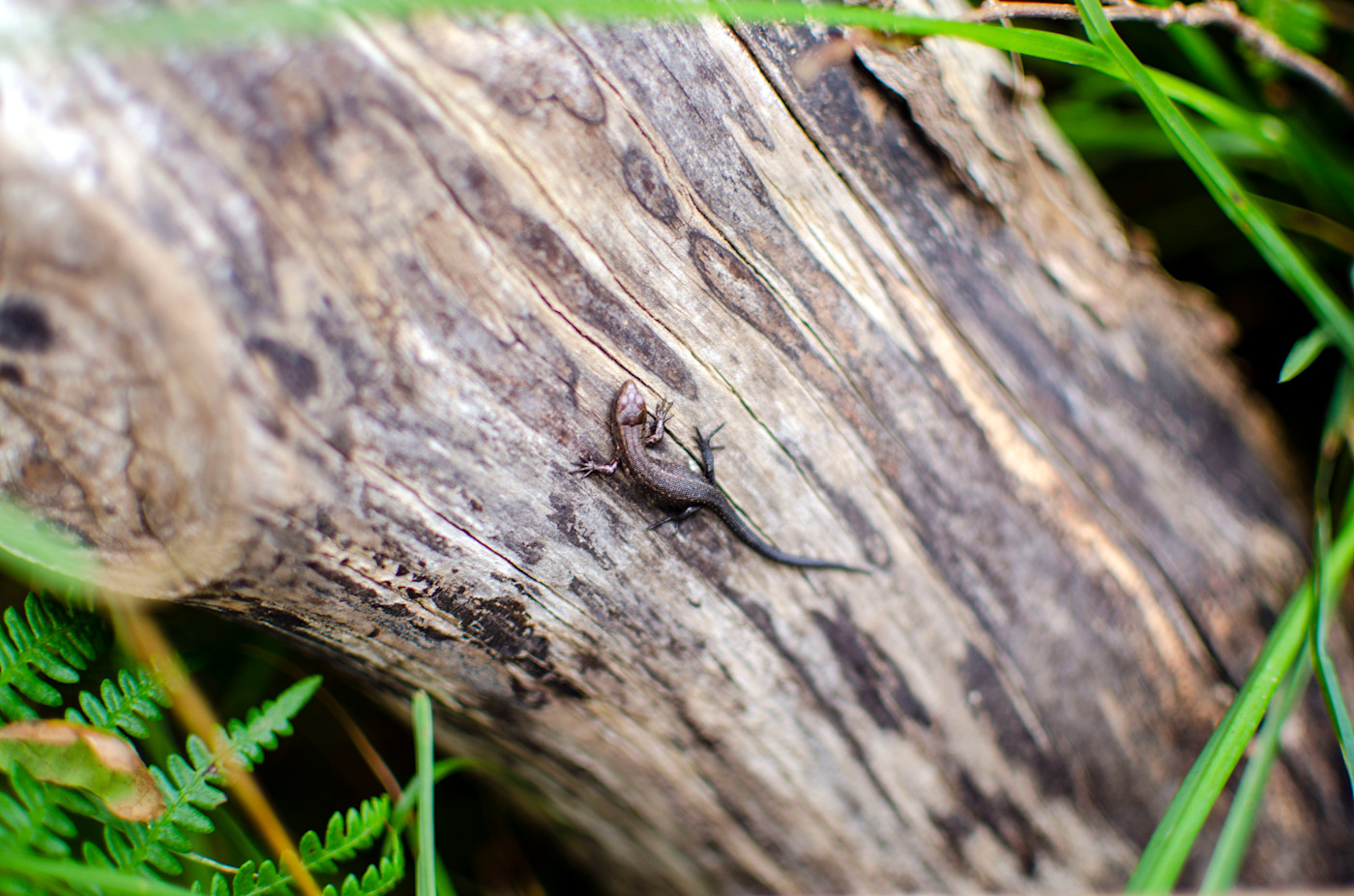 Common Lizard at Cheddar Gorge