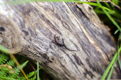 Common Lizard at Cheddar Gorge