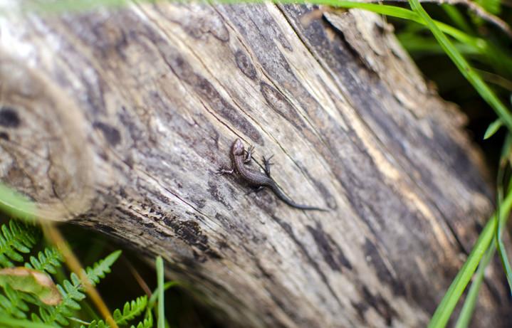 Common Lizard at Cheddar Gorge