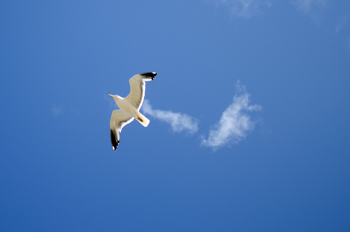 Seagull enjoying the breeze