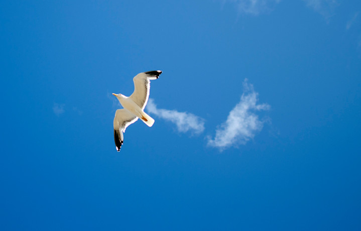 Seagull enjoying the breeze