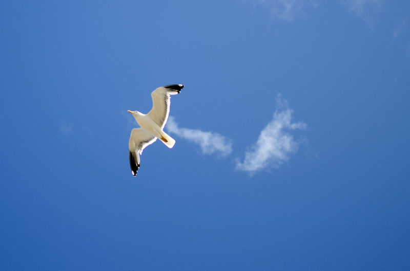 Seagull enjoying the breeze
