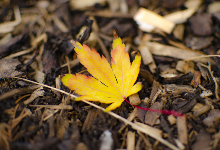 Autumn Leaves