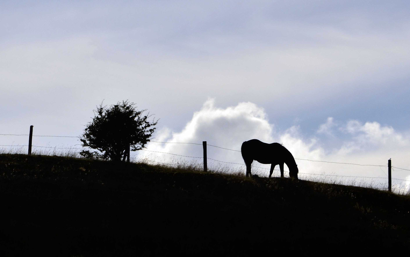 Horse on a hill