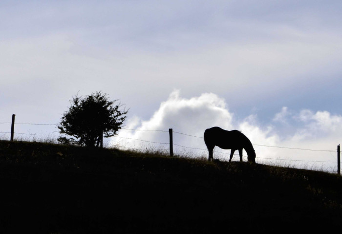 Horse on a hill