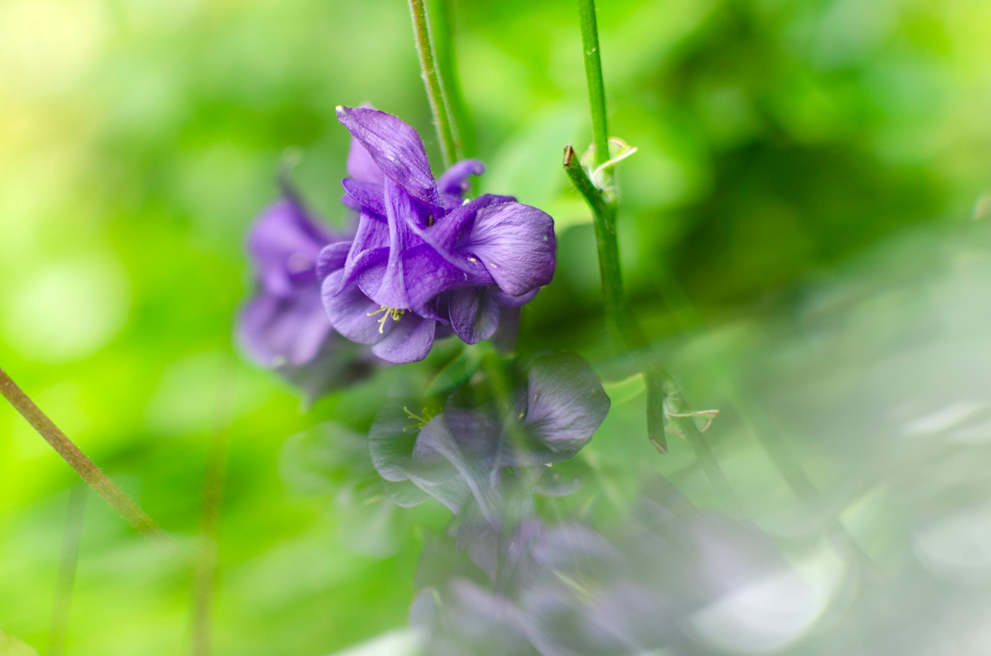 Garden Flower with my new prism