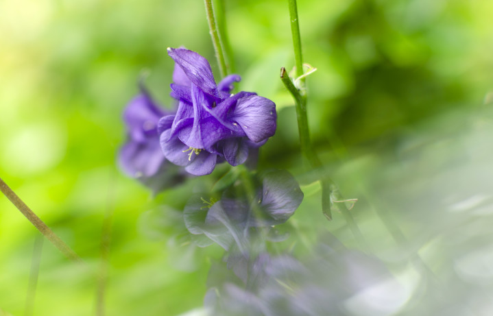 Garden Flower with my new prism